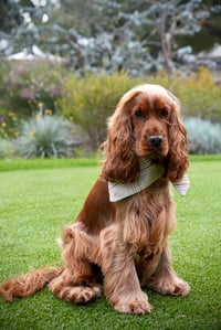 Image 3 of Windsor Plaid - Reversible Dog Bandana