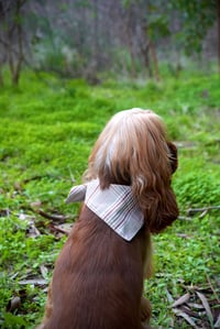 Image 4 of Windsor Plaid - Reversible Dog Bandana