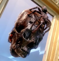 Image 2 of memento mori 6