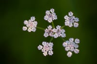 Flower Power