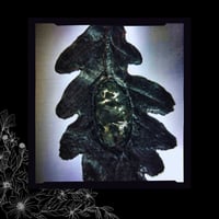 Image 5 of ☽ Quercus ArgenS ☾