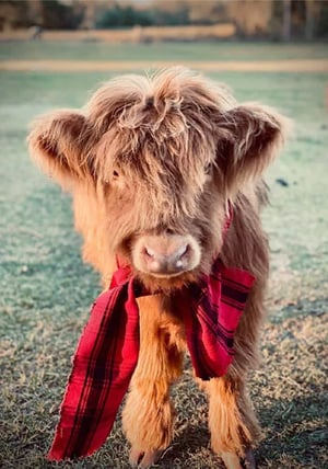 Image of The Highland Holiday Set