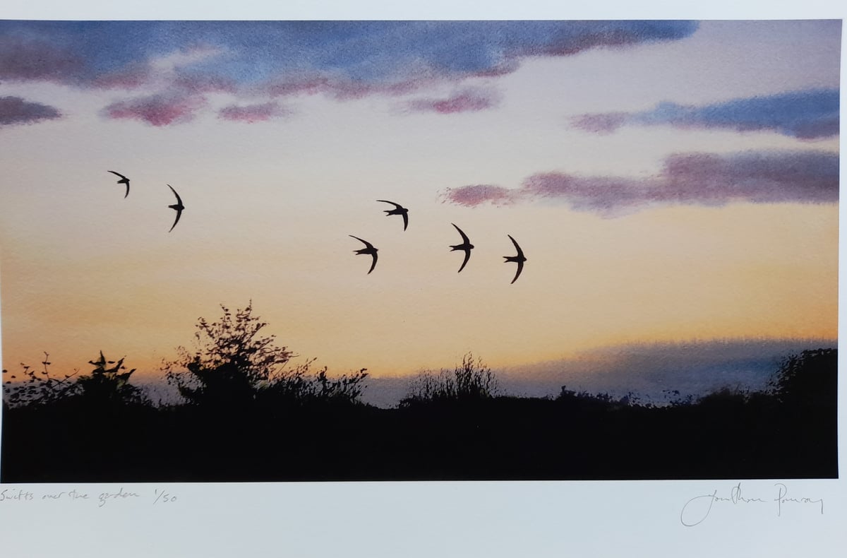 Image of NEW Swifts over the garden