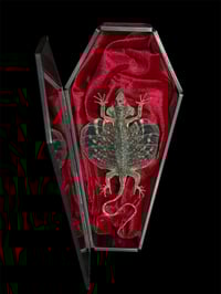 Image 1 of Draco haematopogon - Flugechse auf Samt in Glassarg 