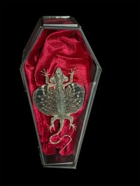 Image 2 of Draco haematopogon - Flugechse auf Samt in Glassarg 