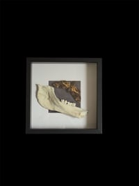 Image 1 of Acherontia atropos + Rentierunterkiefer - 25x25cm