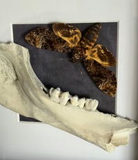 Image 2 of Acherontia atropos + Rentierunterkiefer - 25x25cm