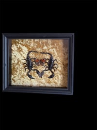 Image 2 of 2x Heterometrus laoticus + Aglais urticae 20x25cm auf Samt