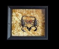 Image 1 of 2x Heterometrus laoticus + Aglais urticae 20x25cm auf Samt