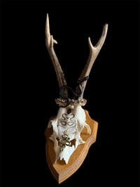 Image 1 of Gehörn "Snakes out"