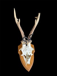 Image 2 of Gehörn "Snakes out"