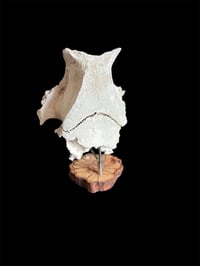 Image 2 of Elchwirbel auf Holz