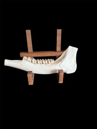 Image 1 of Elchunterkiefer - ca. 37cm!