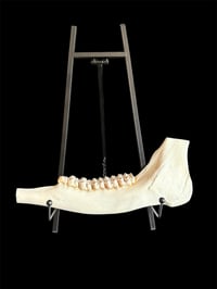 Image 2 of Elchunterkiefer - ca. 37cm!