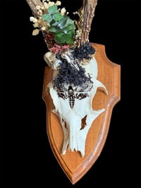 Image 1 of Gehörn "Green death"