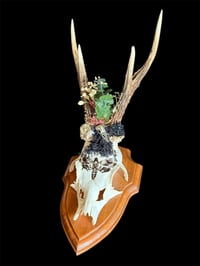 Image 2 of Gehörn "Green death"