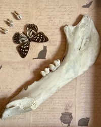 Image 2 of Rentierunterkiefer, Zähne  + Paranoia aglea - 25x25cm