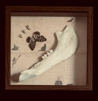 Image 1 of Rentierunterkiefer, Zähne  + Paranoia aglea - 25x25cm