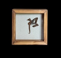 Seepferdchen mit echten Schmetterlingsflügeln - 15x15cm