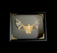 Kerivoula picta - 20x25