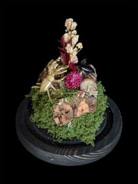 Image 1 of Glasglocke mittelgroß mit Hummel und Käfer