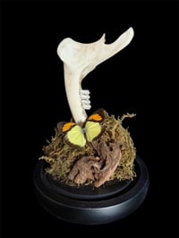 Glasglocke groß - Unterkiefer mit Schmetterling