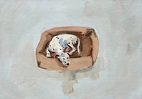 Pup in bed