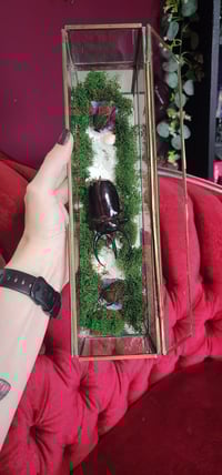 Image 1 of 1980s Cocunt Beetle 