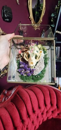 Image 1 of Skull Terrarium 