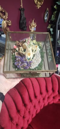 Image 2 of Skull Terrarium 