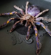 Image 1 of Gooty Sapphire with Amethyst abdomen