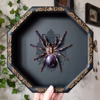 Image 2 of Gooty Sapphire with Amethyst abdomen
