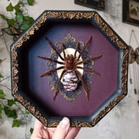 Pamphobeteus sp tarantula