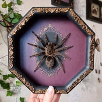 Grammostola pulchripes