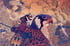 Bird Avaitor  // Screen printed Artprint Image 5