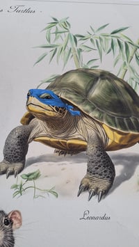 Image 4 of Ninjus Turtlus - Fine art print