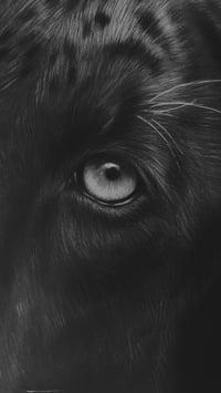 Image 3 of Original art “Midnight Majesty”