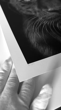 Image 6 of “Midnight Majesty” giclee print 