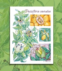 Image 2 of Planche botanique Passiflore