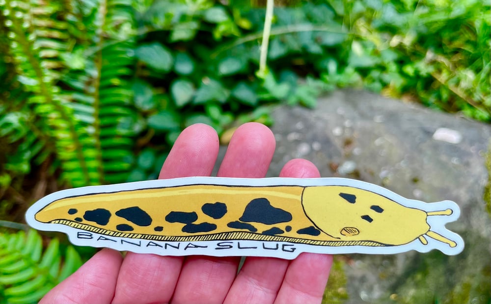 Image of Large Banana Slug Sticker