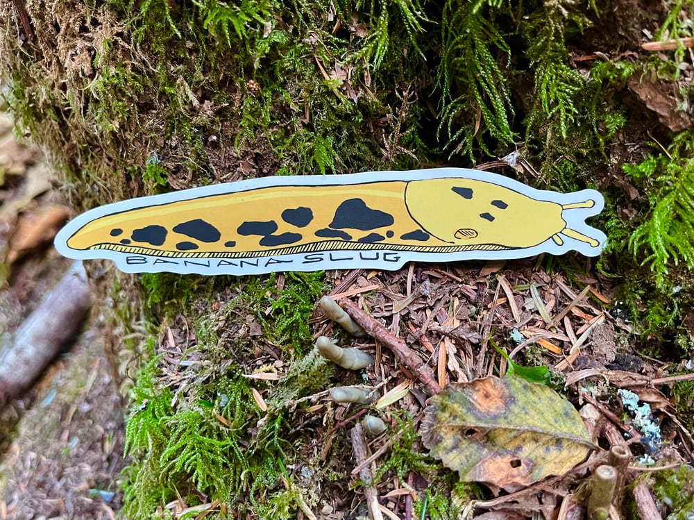 Image of Large Banana Slug Sticker