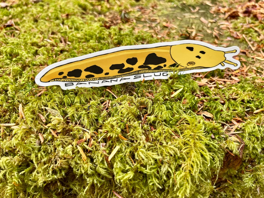 Image of Large Banana Slug Sticker
