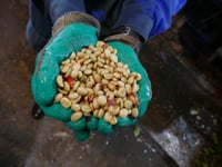 Image 4 of Vietnam - Mr. Toi - Semi-Washed Robusta - Espresso