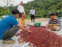 Image 3 of Vietnam - Mr. Toi - Semi-Washed Robusta - Espresso