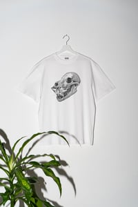 Image 1 of A02_Starfetch