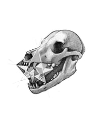 Image 2 of A02_Starfetch