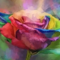 Rainbow Rose
