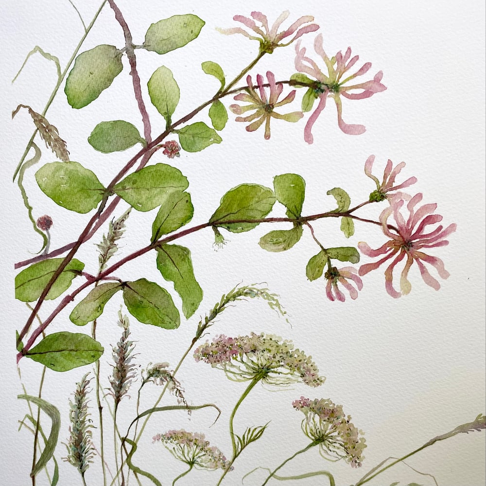 Image of Rambling Honeysuckle and Wid carrot