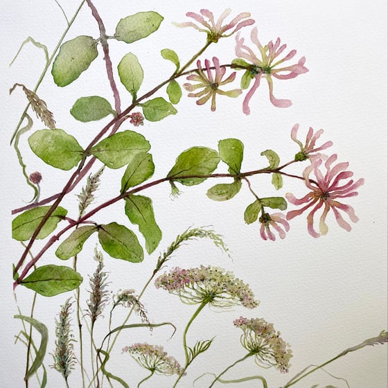 Image of Rambling Honeysuckle and Wid carrot