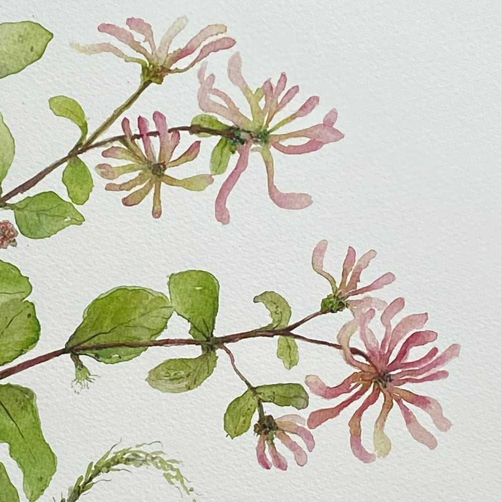 Image of Rambling Honeysuckle and Wid carrot